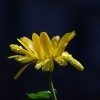 Calendula officinalis -- Ringelblume